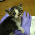子猫の里親さん募集！