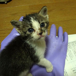 子猫の里親さん募集！