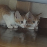毛長と短毛の茶トラ仔猫の里親さん募集 サムネイル7