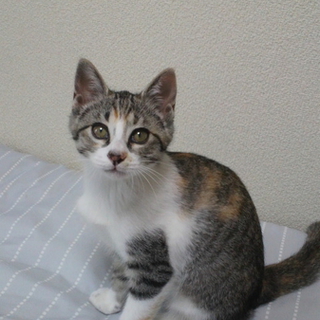 ★子猫の里親募集★