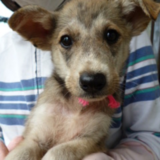 甲斐犬風？の可愛い女の子♪89021