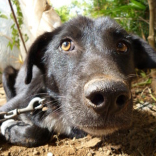 飼育放棄犬クロラブ風ミックスの男の子