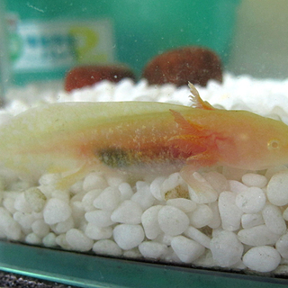 ご応募ありがとうございました