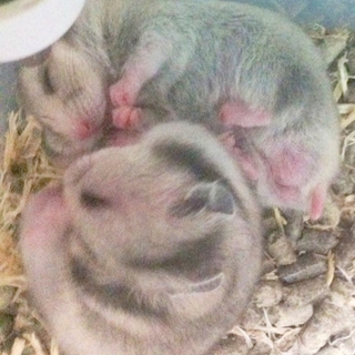 ゴールデンハムスターの仔！