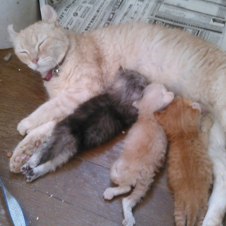 アメリカンカールの子猫