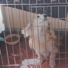 ベランダ飼育からのレスキューダックス サムネイル2