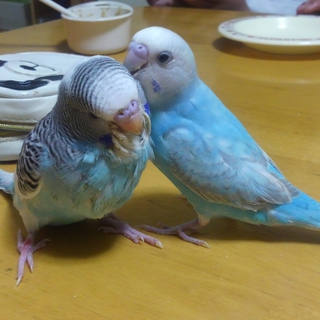 セキセイインコとジャンボセキセイの里親募集です。