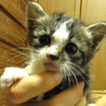 子猫の里親さん募集！ サムネイル2