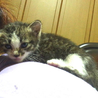 子猫の里親さん募集！ サムネイル5