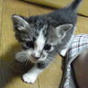 子猫の里親さん募集！ サムネイル4