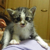 子猫の里親さん募集！ サムネイル3