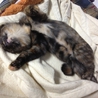 【里親・一時預かり】おりこうな巻しっぽのサビちゃん サムネイル7