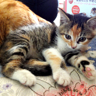 【里親・一時預かり】三毛トラ子猫のちゅらちゃん