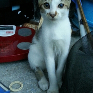 庭に迷い込んだ猫の親子♪里親を募集します！
