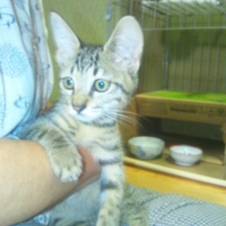 【大分】キジ猫　オス　４カ月