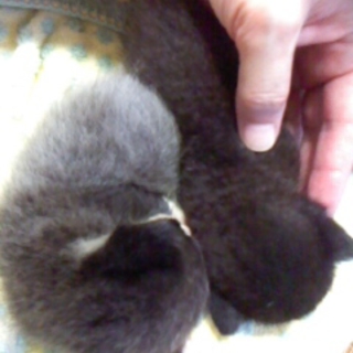 可愛い子猫の里親になって下さい!!