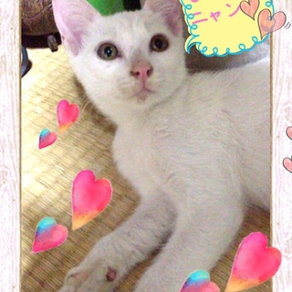 白猫ちゃん♡里親募集！