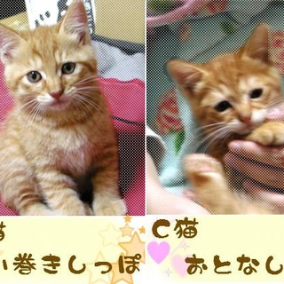 里親さんが決まりました