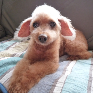 老犬トイ・プードル（♀）の里親になってください