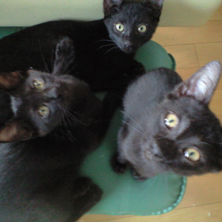 くろねこ兄姉弟　3匹