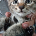 尾道で保護された子猫の里親さんを募集します