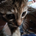 尾道で保護された子猫の里親さんを募集します②