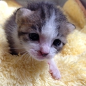 尾道で保護された子猫の里親さんを募集します④