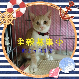 手足の長い 薄茶とらくん