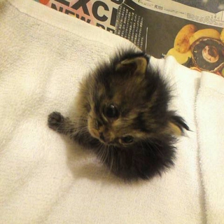急募！子猫の貰い手探しています！
