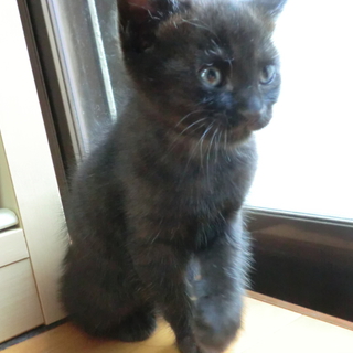 黒猫はじめませんか？1 [ 伯爵ちゃん（仮） ]