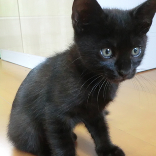 黒猫はじめませんか？2　[ あーちゃん（仮） ]