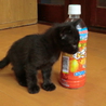 黒猫はじめませんか？2　[ あーちゃん（仮） ] サムネイル2