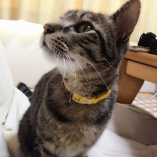 甘えっ子の人好き猫