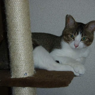 甘えたがりで、かわいい猫です