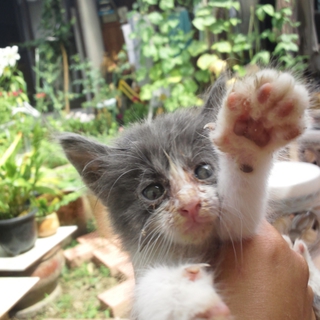奈良　生後１ヶ月の子猫３匹
