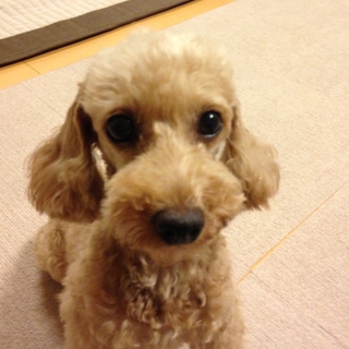 犬メス 推定歳のむっちゃ可愛いトイプードル☆