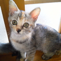 三毛の縞柄　生後３か月　メスの子猫です