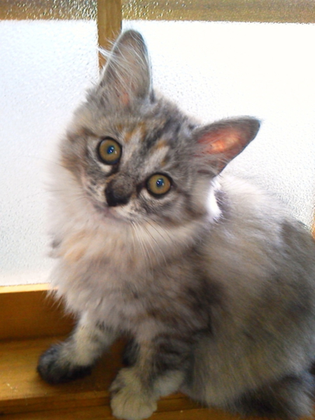 長毛で３か月メスの子猫です サムネイル2
