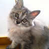 長毛で３か月メスの子猫です サムネイル2