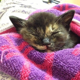 すごく元気な子猫です(^^)