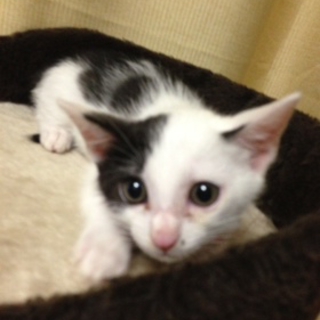 名古屋　捨て猫　さつきくんの里親さま募集