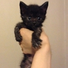 黒い雉虎猫 おんなのこ サムネイル2