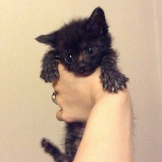 黒い雉虎猫 おんなのこ