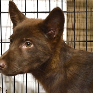 mix犬仔犬、里親募集