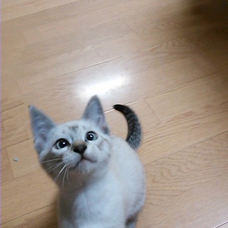 わんぱく白トラくん