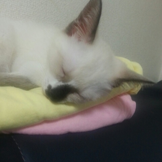 子猫ちゃん☆里親募集