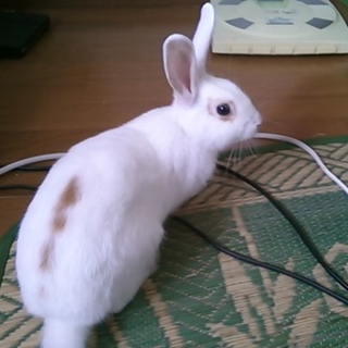 ミニウサギもらって下さい！