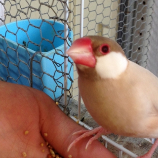 ★文鳥６羽の里親募集してます