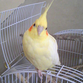 里親さん決まりそうです。有難うございました。