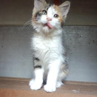 長毛の可愛らしい三毛仔猫です。